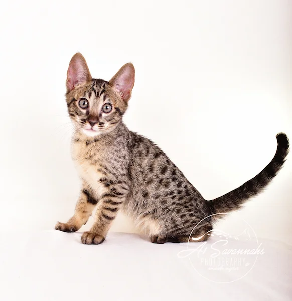 A1 Savannahs Grant SBT male Savannah Kitten