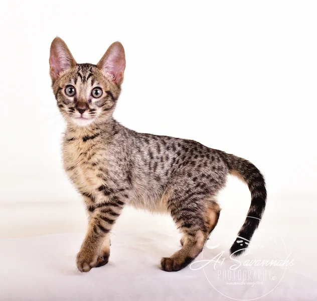 A1 Savannahs Grant SBT male Savannah Kitten