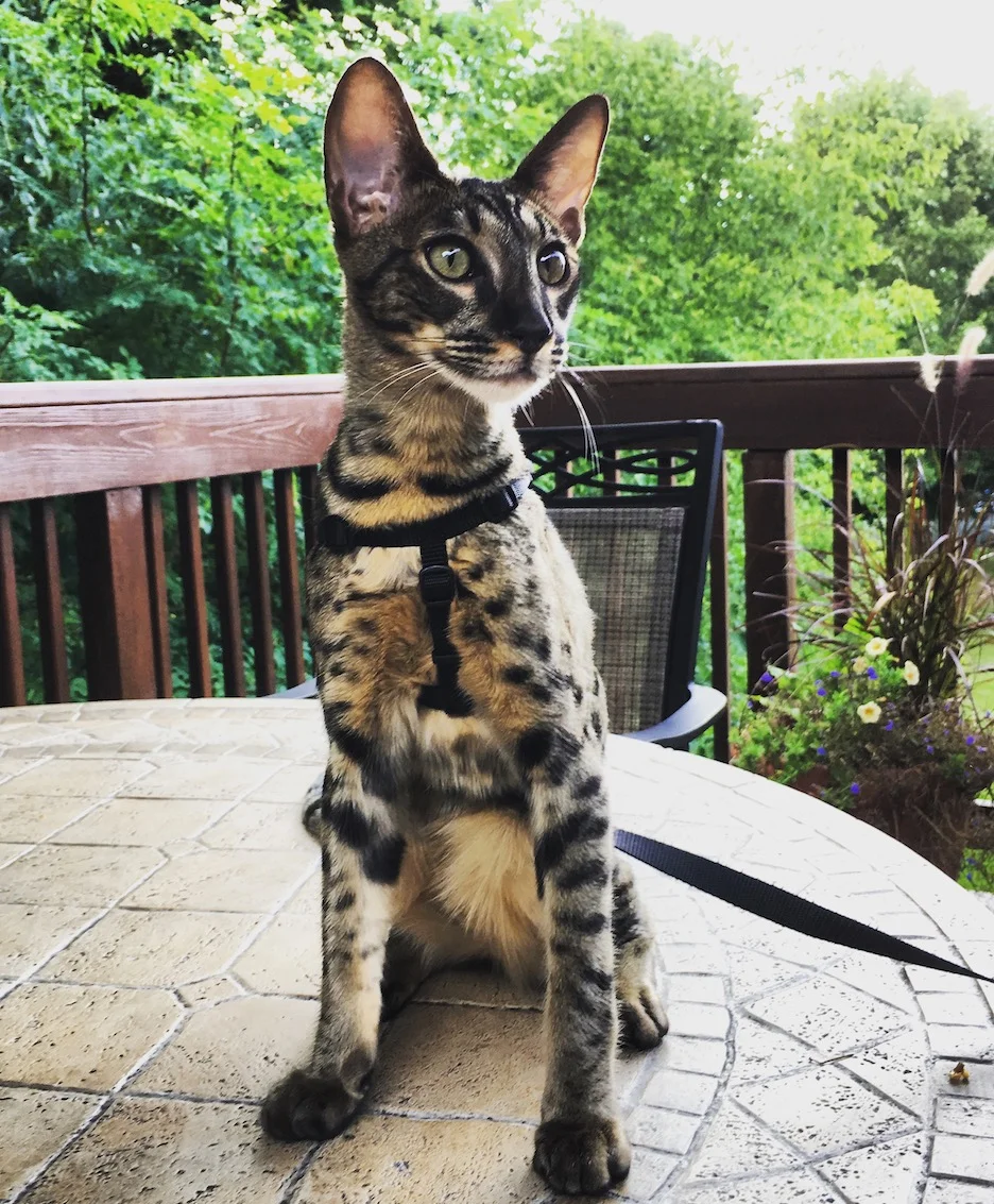 A1 Savannahs Grant SBT male Savannah Kitten