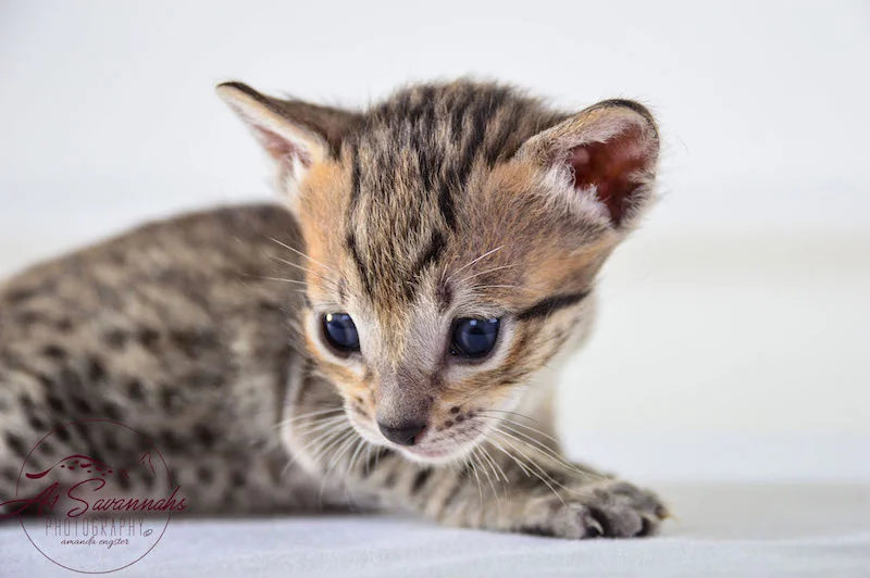 A1 Savannahs SBT Female Marie