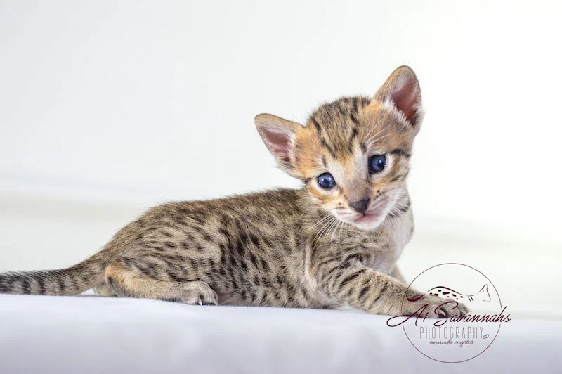 A1 Savannahs SBT Female Marie