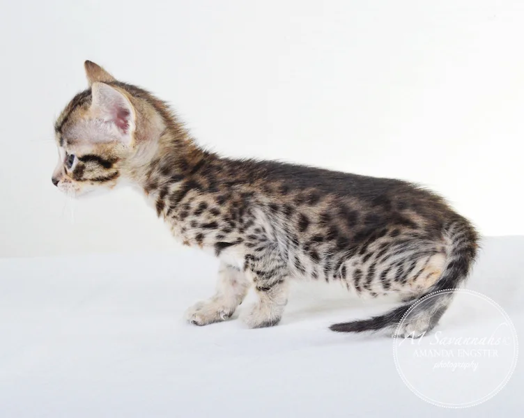 A1 Savannahs F5 Male Korbin