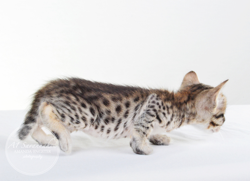 A1 Savannahs F5 Male Korbin