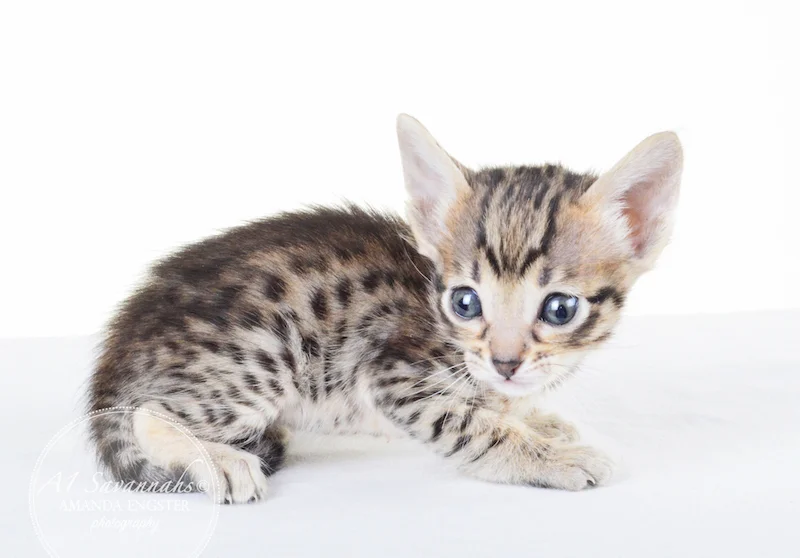 A1 Savannahs F5 Male Korbin