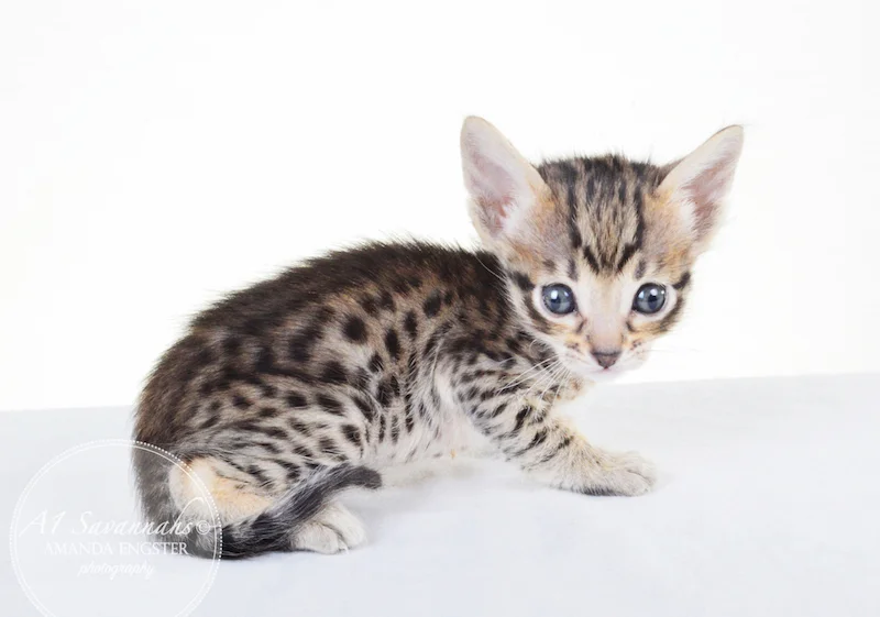 A1 Savannahs F5 Male Korbin