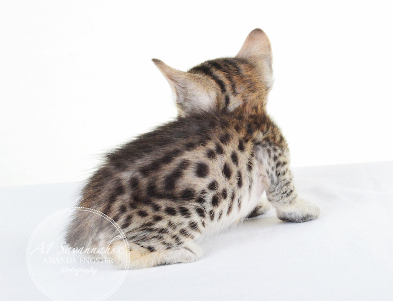 A1 Savannahs F5 Male Korbin