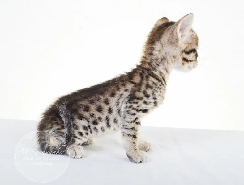 A1 Savannahs F5 Male Korbin