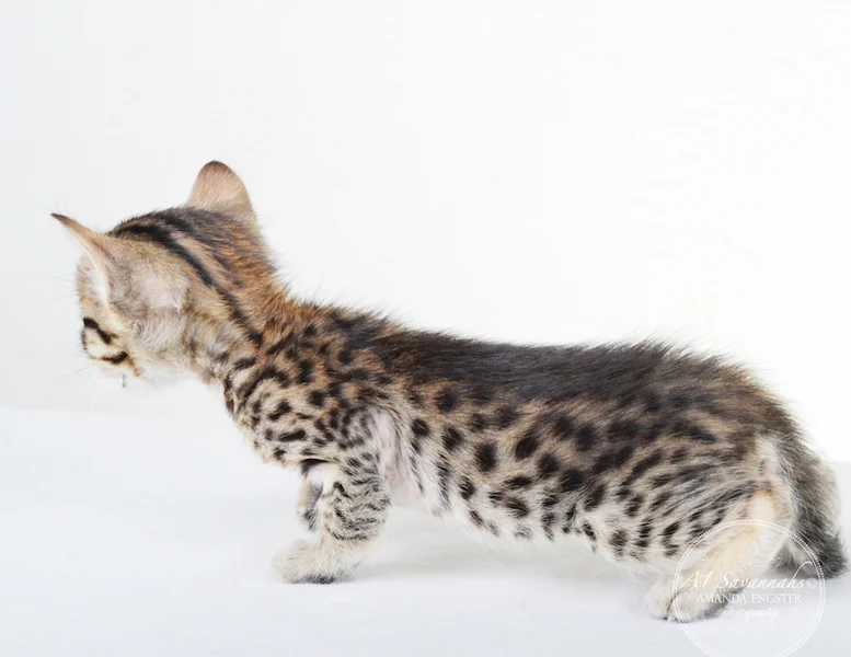 A1 Savannahs F5 Male Korbin
