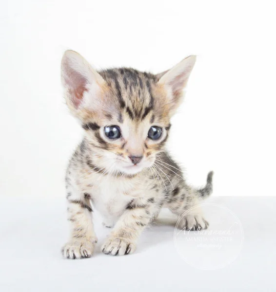 A1 Savannahs F5 Male Korbin