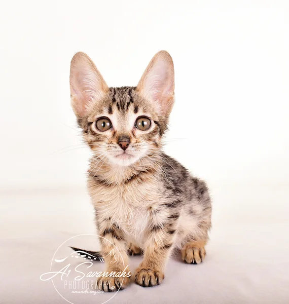 A1 Savannahs F5 Male Korbin