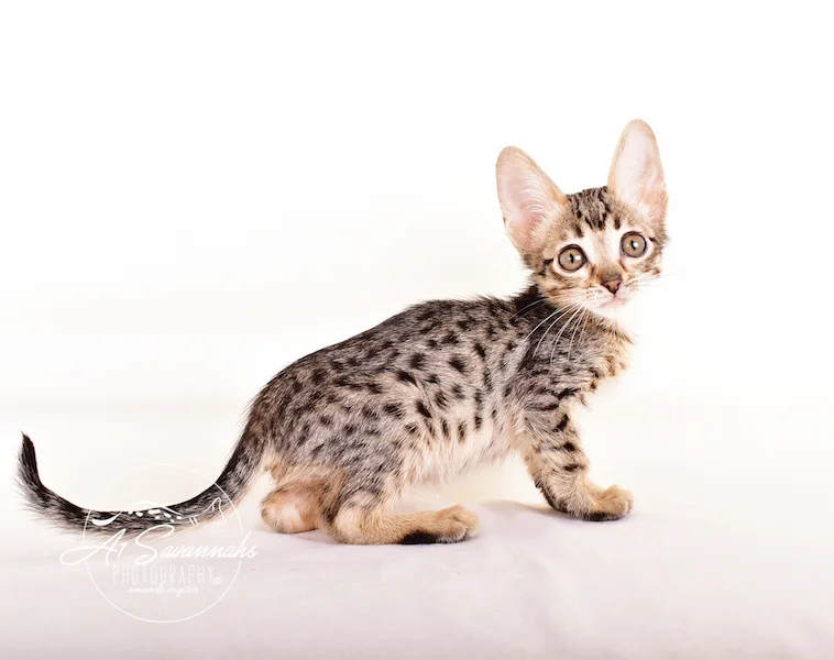 A1 Savannahs F5 Male Korbin
