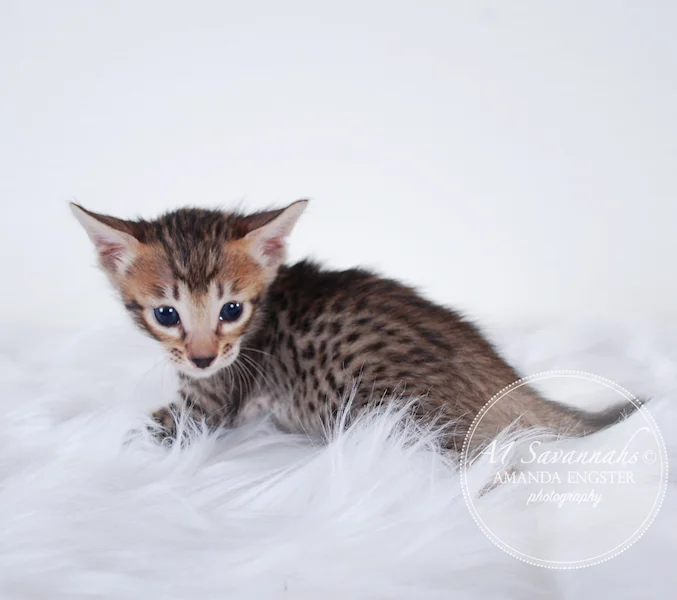 A1 Savannahs SBT F6 Female Mishka