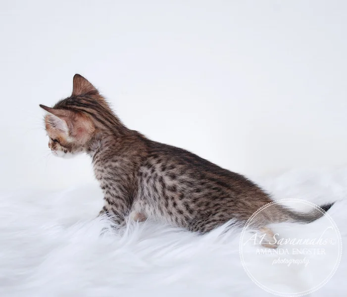 A1 Savannahs SBT F6 Female Mishka