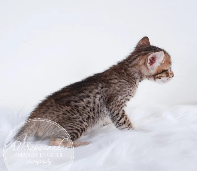 A1 Savannahs SBT F6 Female Mishka