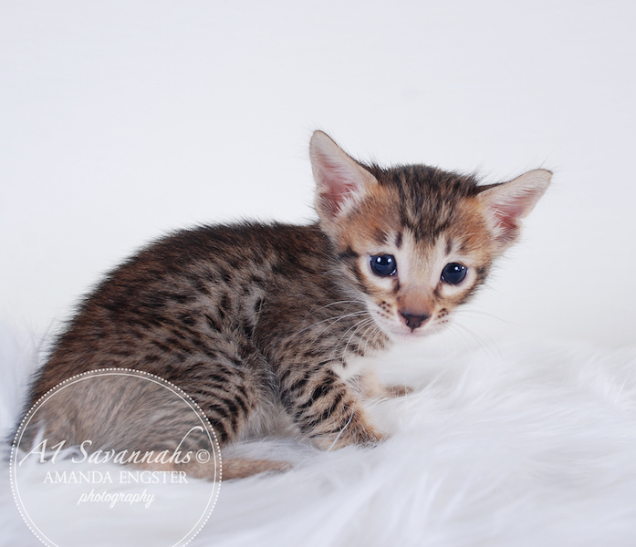 A1 Savannahs SBT F6 Female Mishka