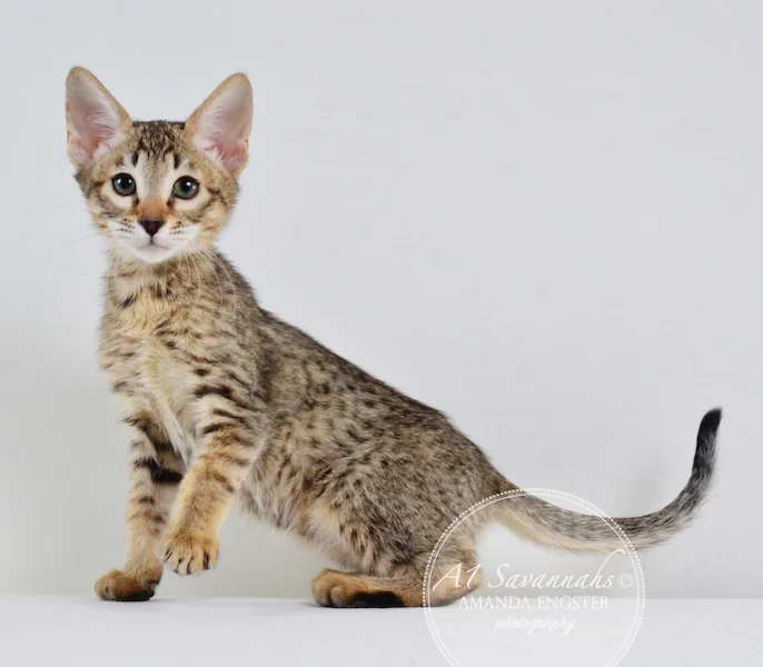 A1 Savannahs SBT F6 Female Mishka