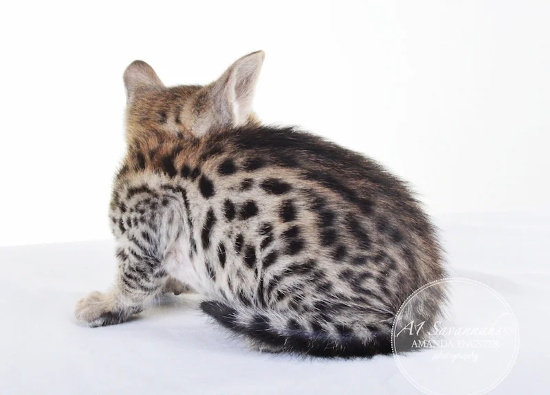A1 Savannahs F5 Male Keigan (Nugget)