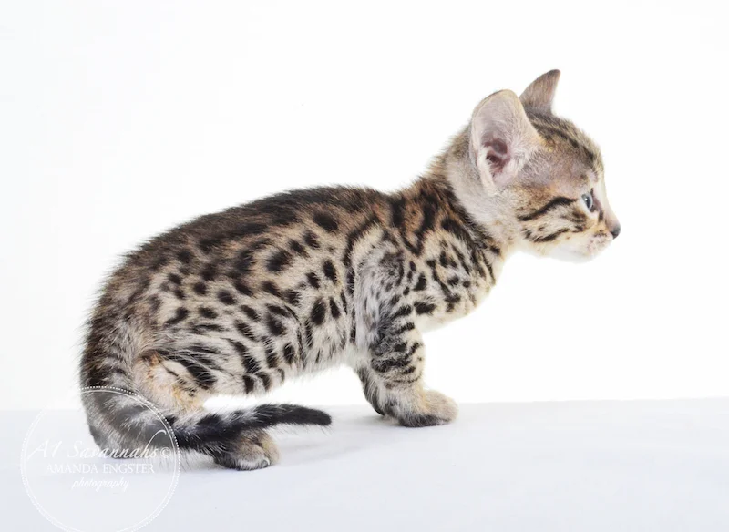 A1 Savannahs F5 Male Keigan (Nugget)