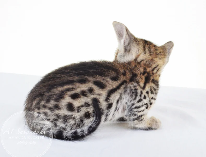 A1 Savannahs F5 Male Keigan (Nugget)