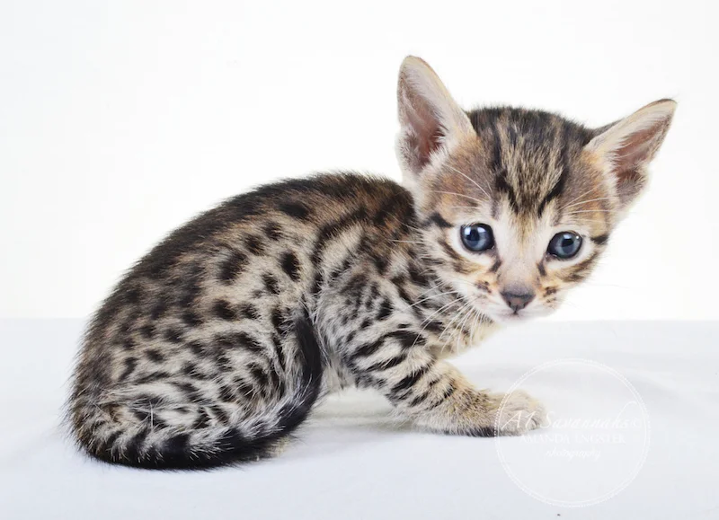 A1 Savannahs F5 Male Keigan (Nugget)