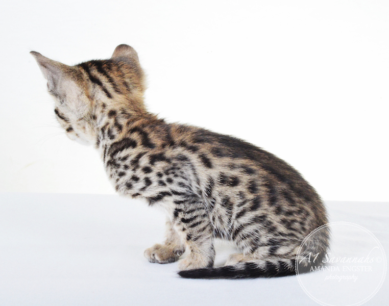A1 Savannahs F5 Male Keigan (Nugget)