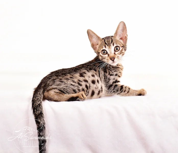 A1 Savannahs F5 Male Keigan (Nugget)