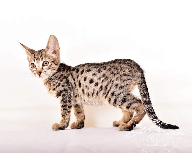 A1 Savannahs F5 Male Keigan (Nugget)