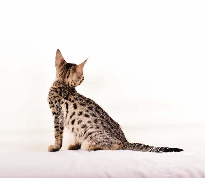 A1 Savannahs F5 Male Keigan (Nugget)