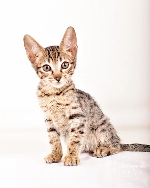 A1 Savannahs F5 Male Keigan (Nugget)