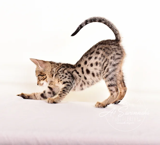 A1 Savannahs F5 Male Keigan (Nugget)
