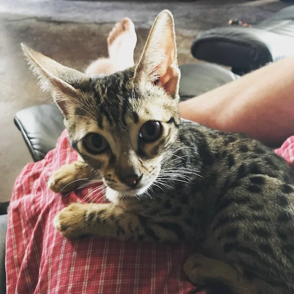 A1 Savannahs F5 Male Keigan (Nugget)