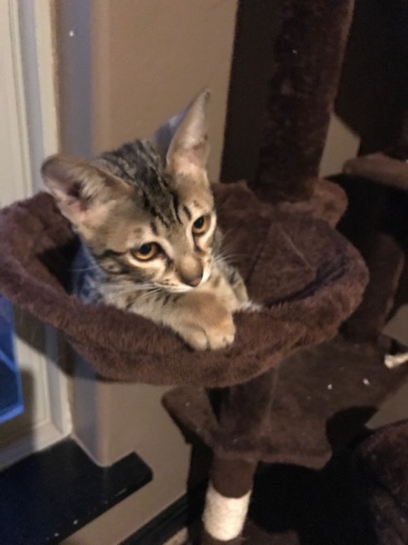 A1 Savannahs F5 Male Keigan (Nugget)