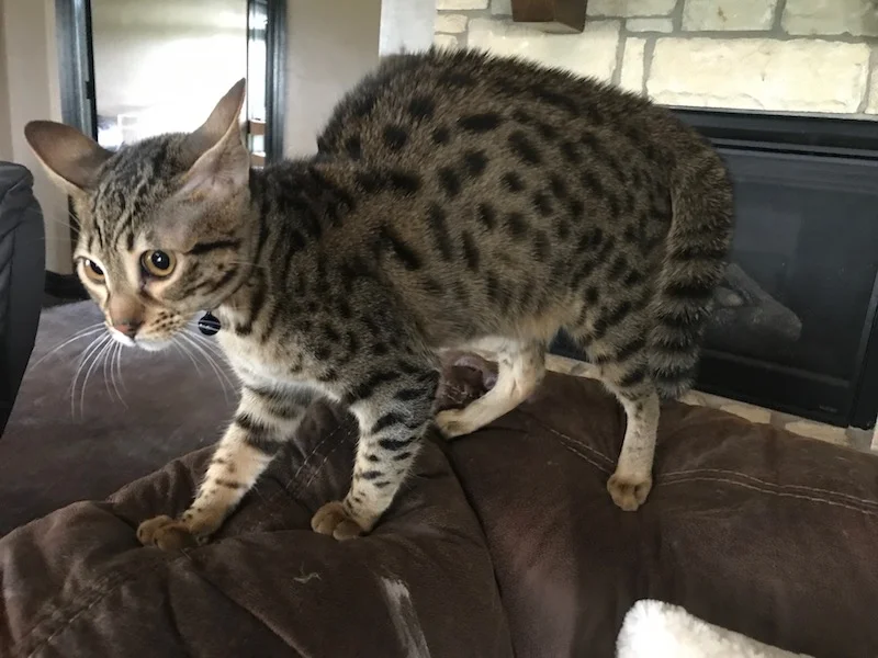 A1 Savannahs F5 Male Keigan (Nugget)