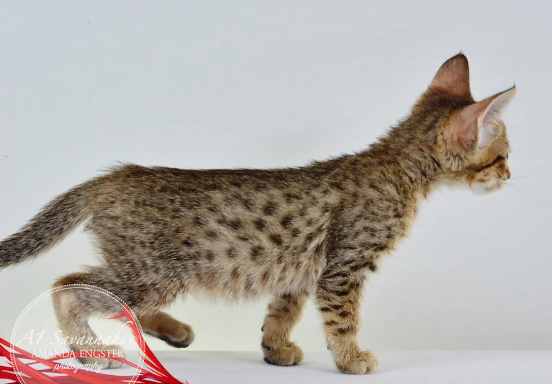 A1 Savannahs SBT Female Raelynn