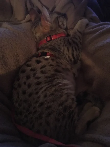 A1 Savannahs SBT Female Raelynn