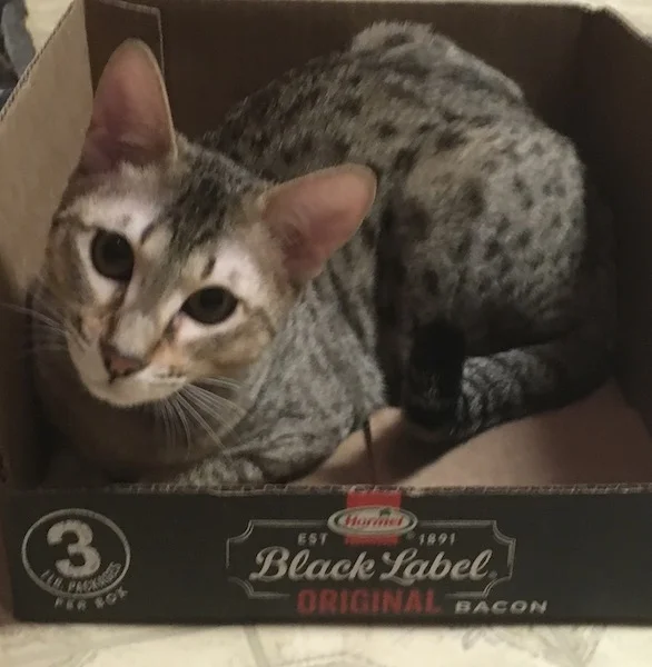 A1 Savannahs SBT Female Raelynn