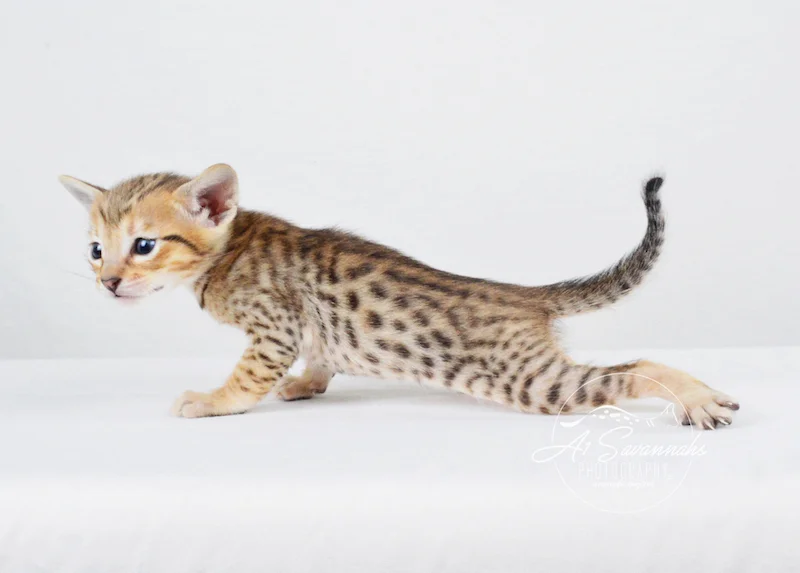 A1 Savannahs SBT Male Scout