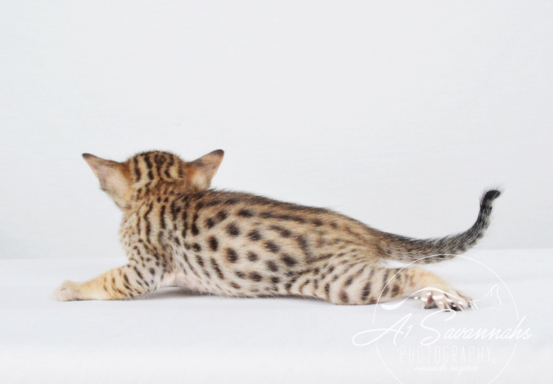 A1 Savannahs SBT Male Scout