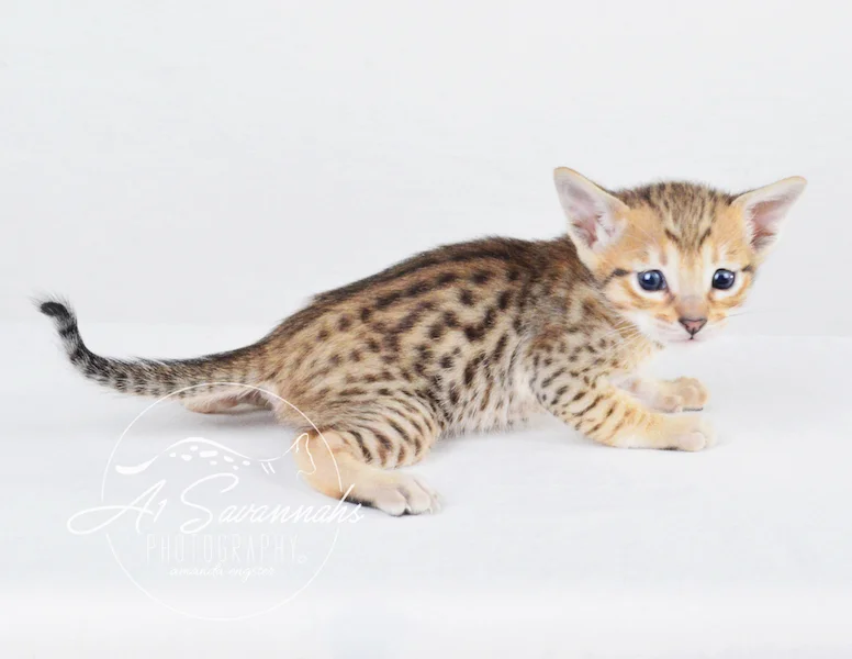 A1 Savannahs SBT Male Scout