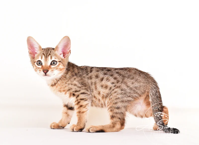 A1 Savannahs SBT Male Scout
