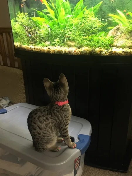 A1Savannahs Savannahs F3 Female Elsie watching the fish in the fishtanks 