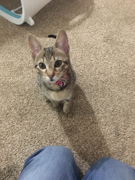 A1Savannahs Savannahs F3 Female Elsie wanting patiently for something