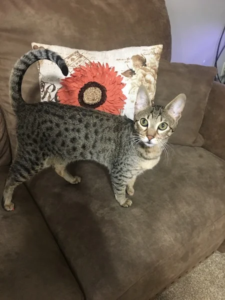 A1 Savannahs F3 Female Elsie