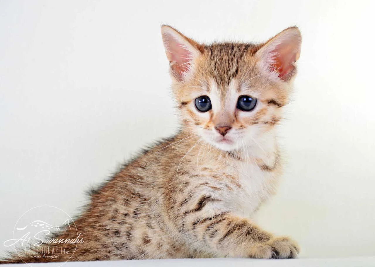 A1 Savannahs Alex (Zelda) F4 Female Savannah Kitten