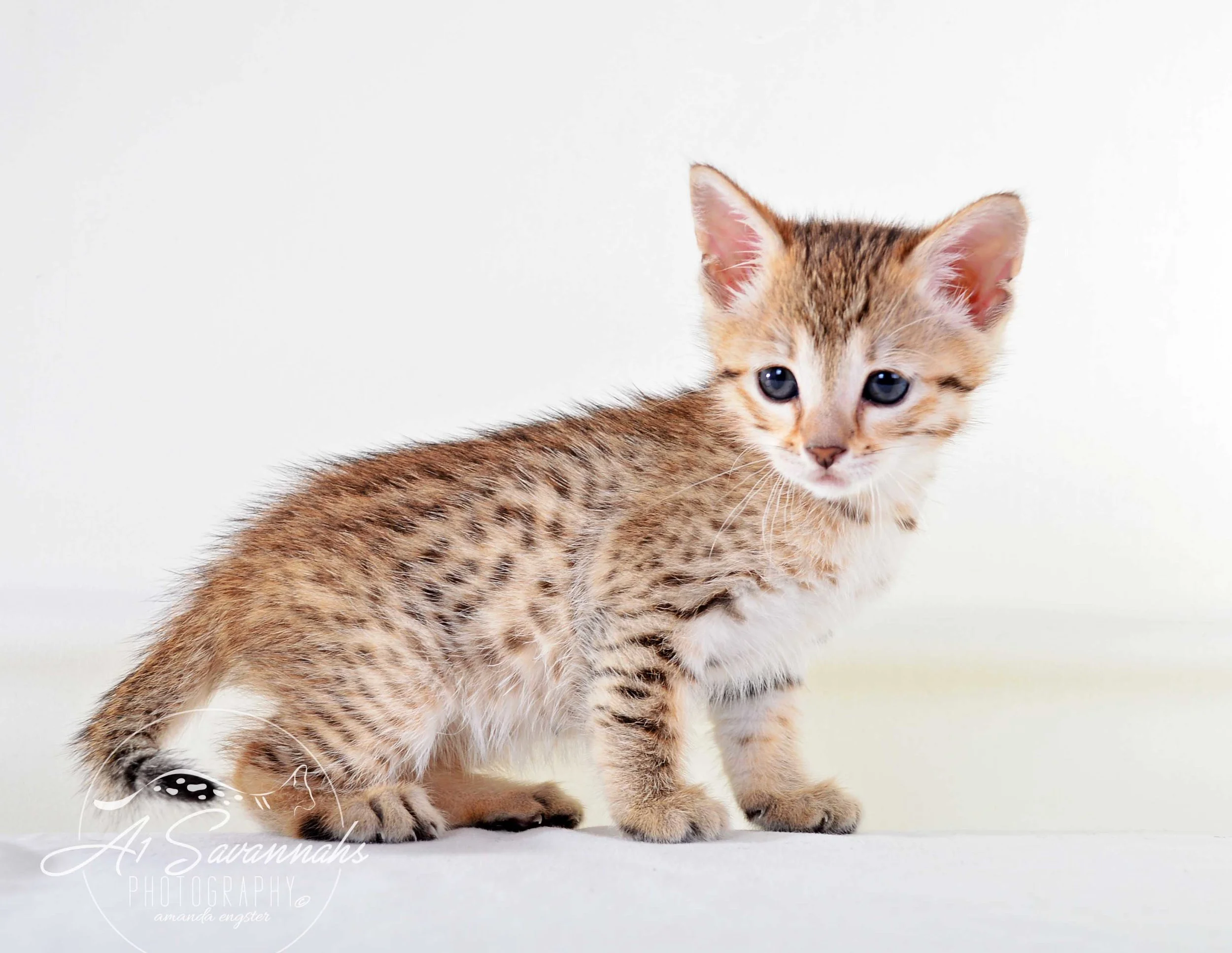 A1 Savannahs Alex (Zelda) F4 Female Savannah Kitten