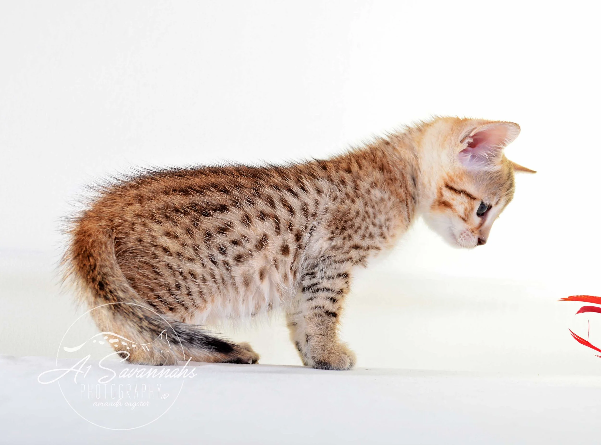 A1 Savannahs Alex (Zelda) F4 Female Savannah Kitten