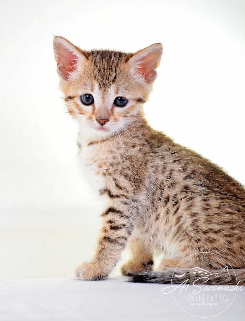 A1 Savannahs Alex (Zelda) F4 Female Savannah Kitten