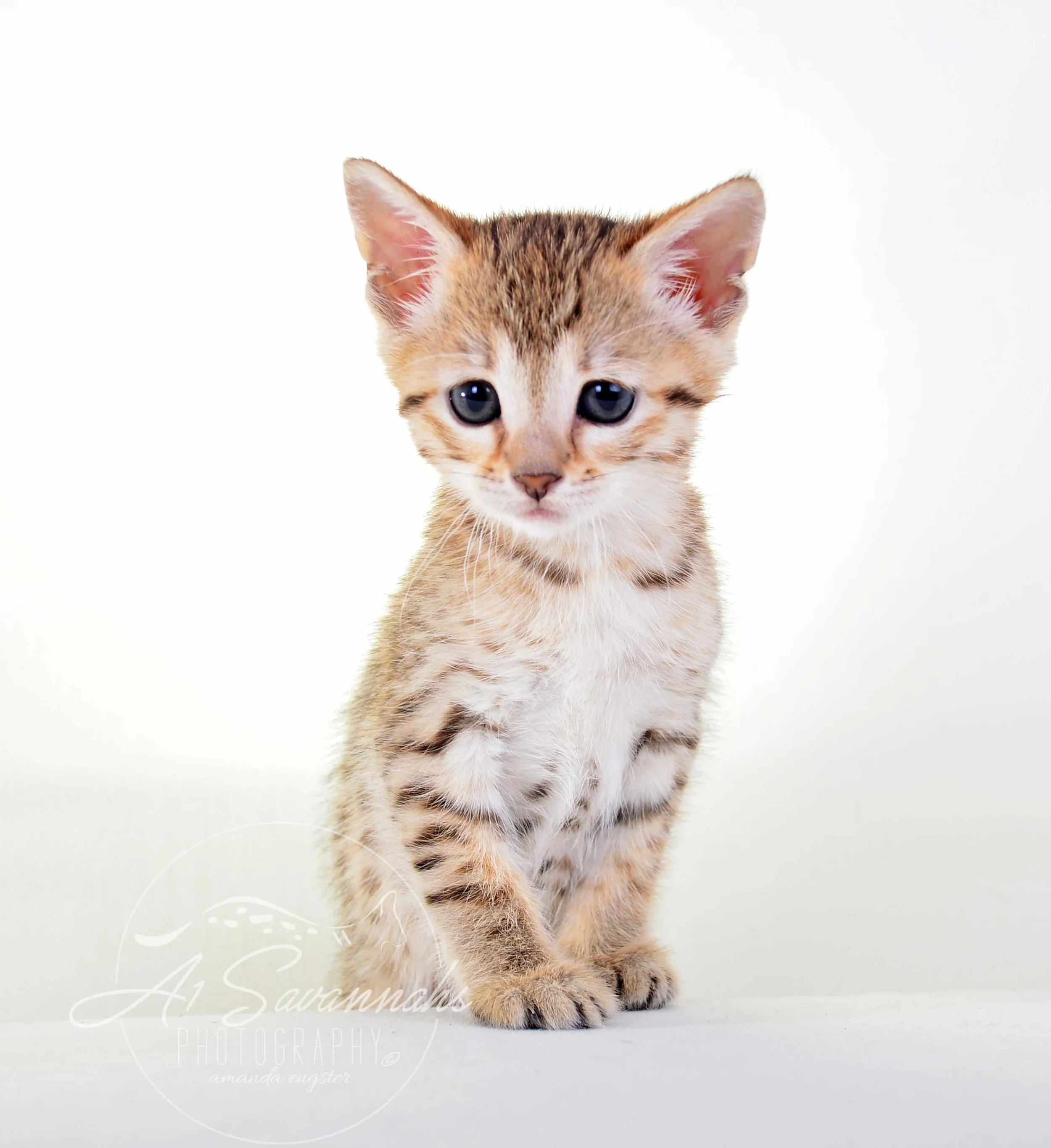 A1 Savannahs Alex (Zelda) F4 Female Savannah Kitten