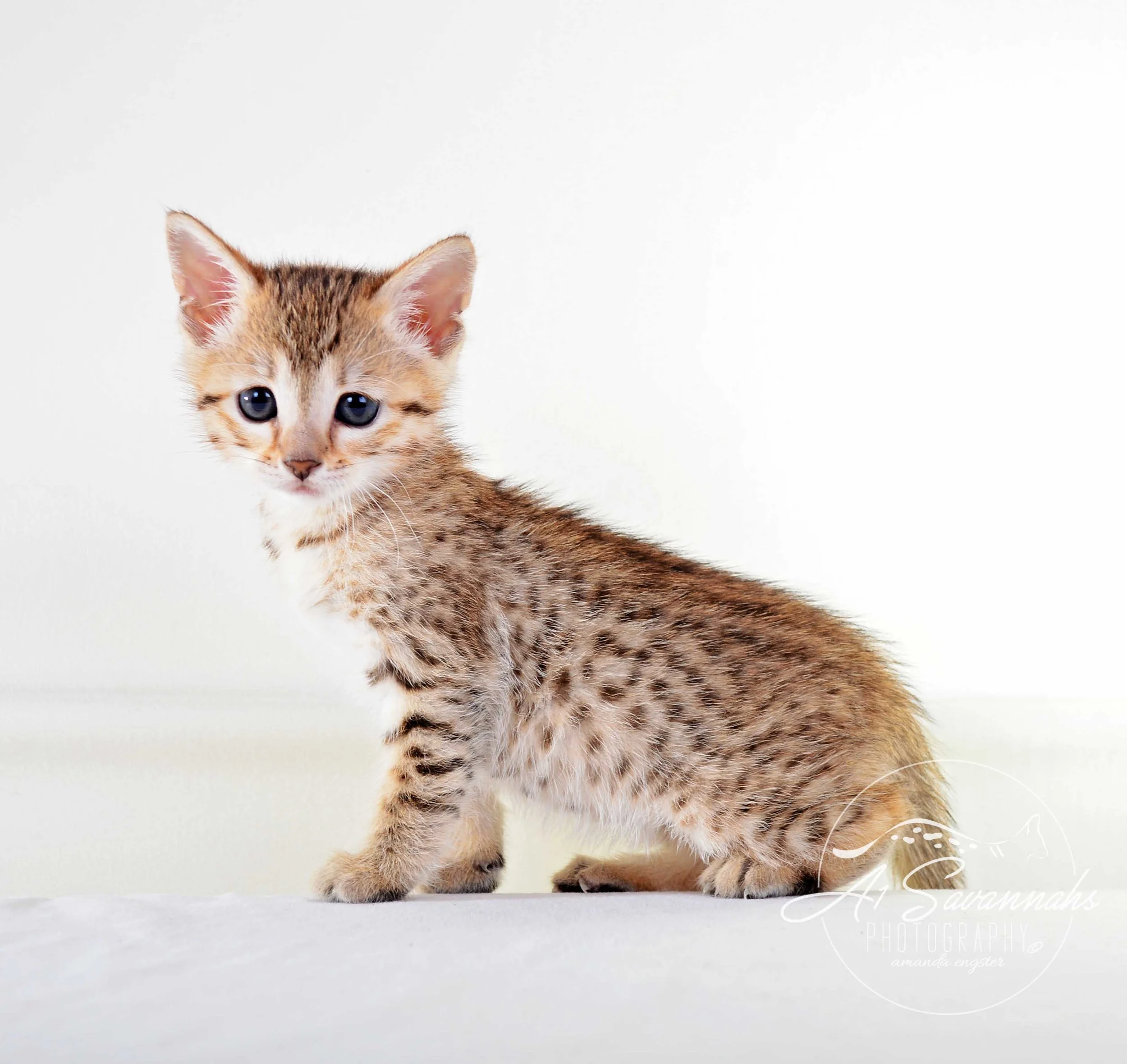 A1 Savannahs Alex (Zelda) F4 Female Savannah Kitten