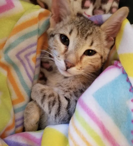 A1 Savannahs Alex (Zelda) F4 Female Savannah Kitten